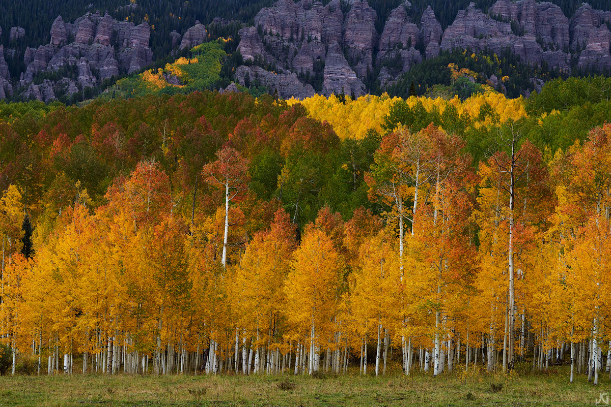 Against the backdrop of a high mesa, the various stages of autumn are on full display within a large aspen grove.