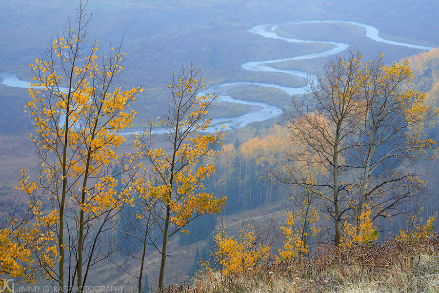 aspen, fall, autumn, Colorado