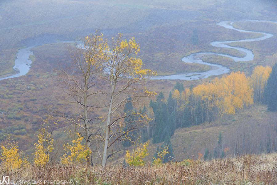 aspen, fall, autumn, Colorado