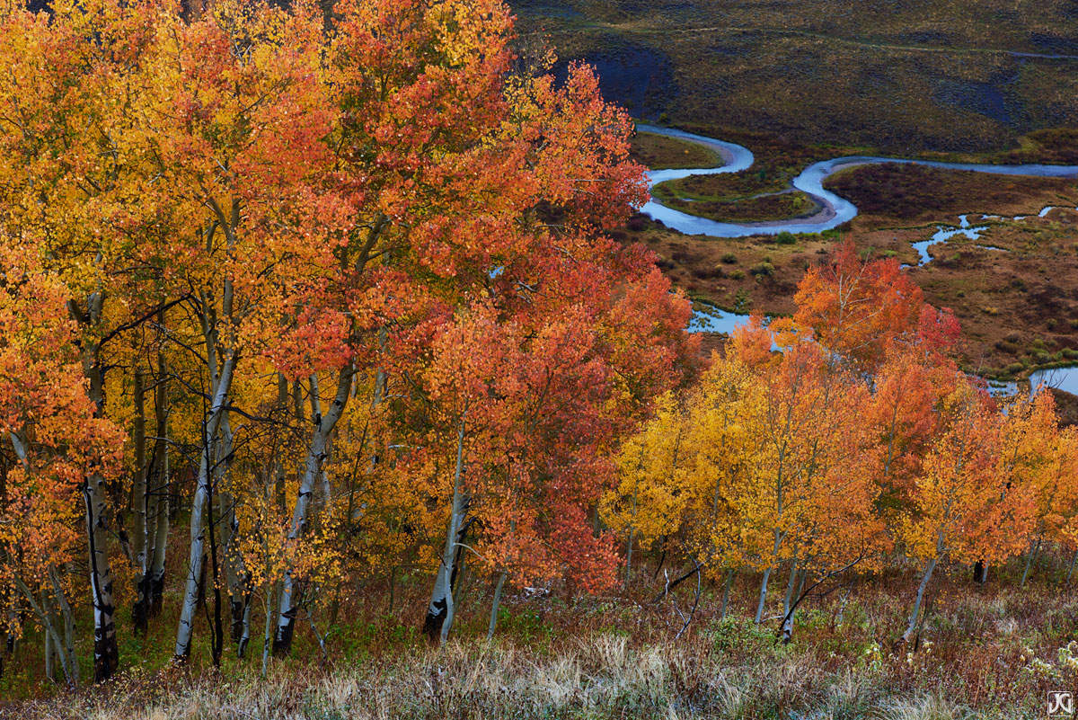 The East River snakes its way through the valley below a stand of autumn aspen trees.