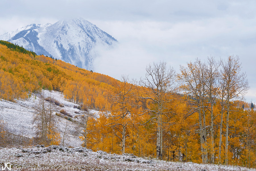 aspen, fall, autumn, Colorado