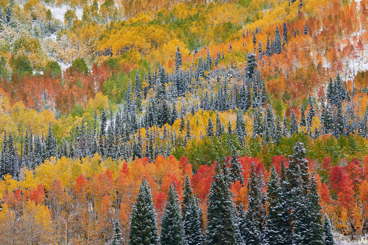With the end of autumn in sight, a light dusting of snow blankets this aspen covered hillside.