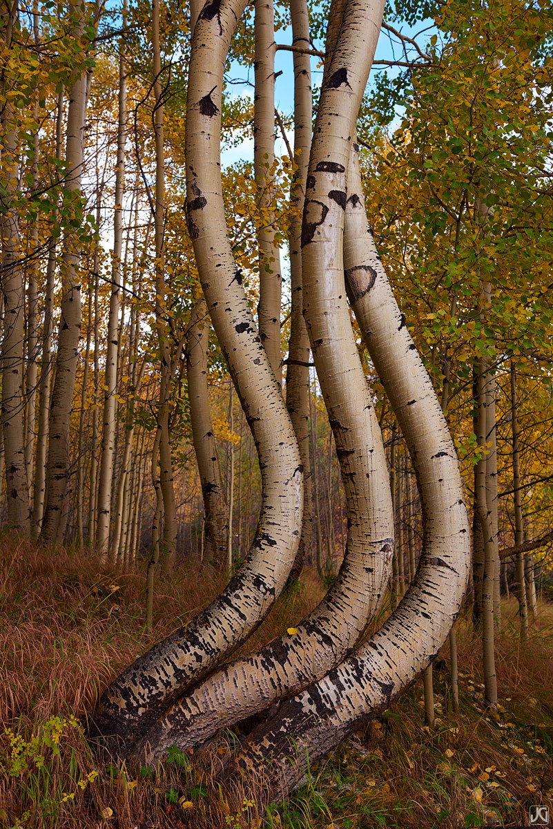 aspen, fall, autumn, Colorado