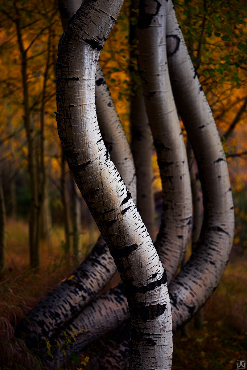 Flexible aspen trees, displaying their autumn colors, show their struggle to survive over the years. These curves are often the...