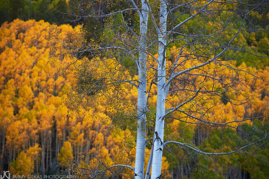 aspen, fall, autumn, Colorado