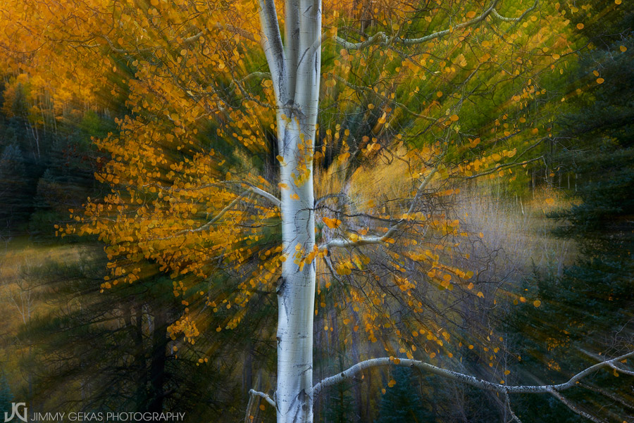 aspen, fall, autumn, Colorado