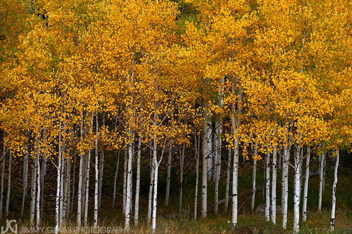 aspen, fall, autumn, Colorado