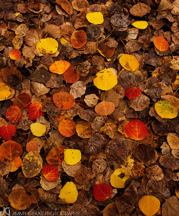 aspen, fall, autumn, Colorado