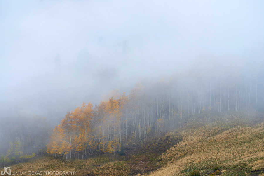 aspen, fall, autumn, Colorado