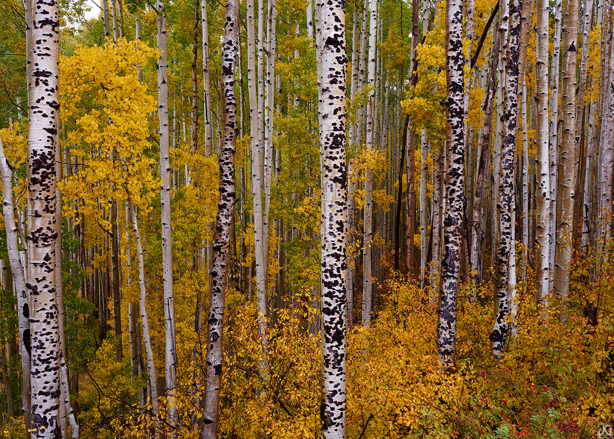 aspen, fall, autumn, Colorado