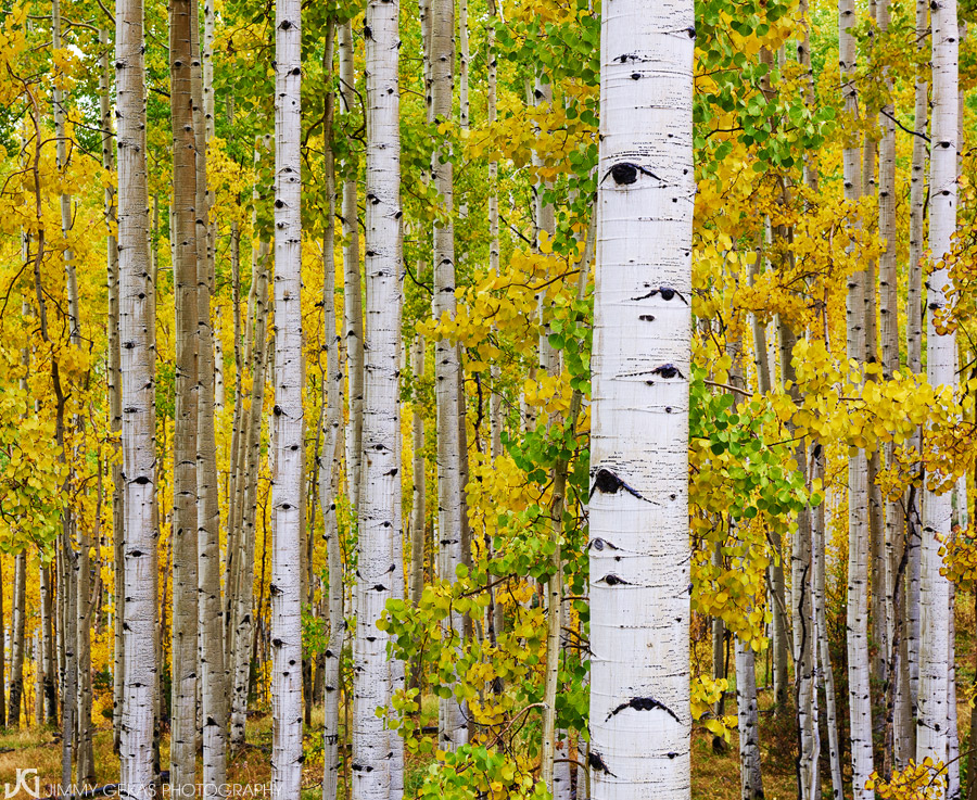 aspen, fall, autumn, Colorado