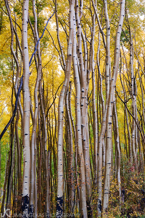 aspen, fall, autumn, Colorado