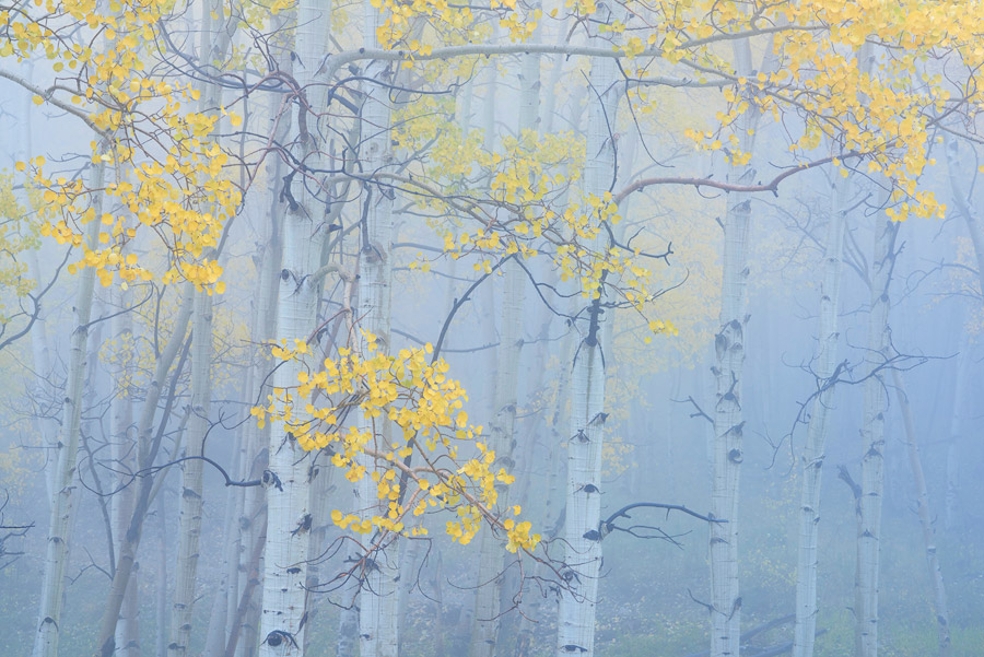 aspen, fall, autumn, Colorado