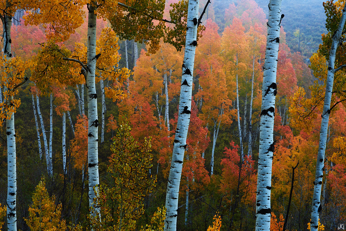 WIth the fog breathing in and out through the aspen trees and a hawk perched nearby taking in the scene, it was a great morning...