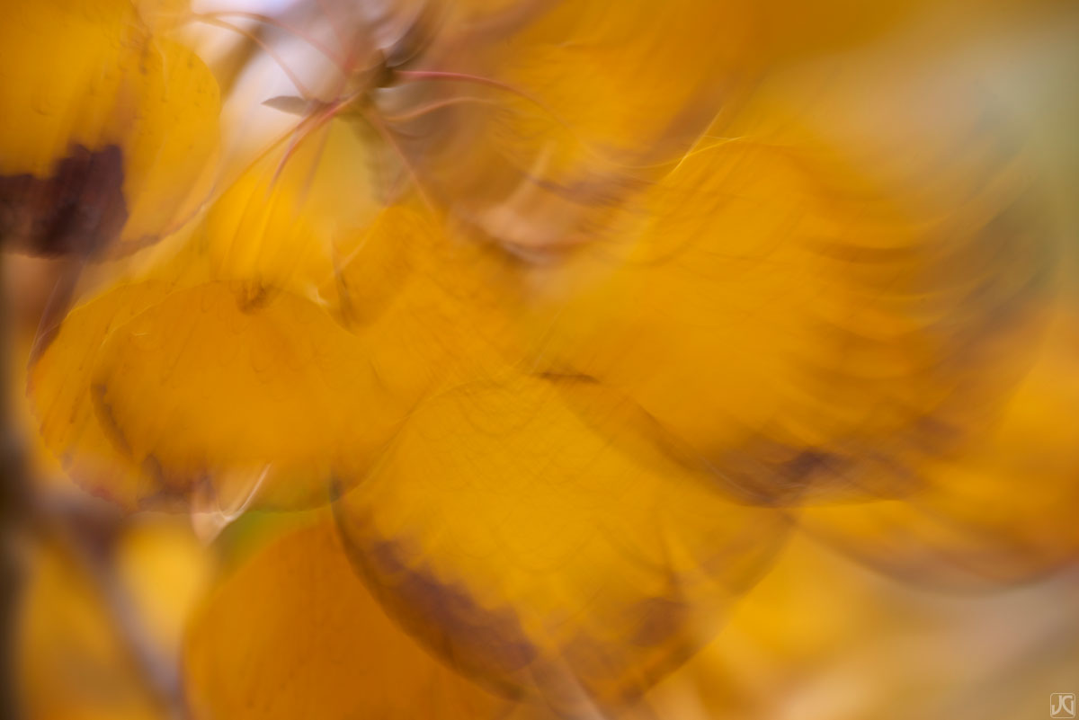 It is always a joy to listen and feel the wind blow through the aspen leaves during crisp, autumn days.