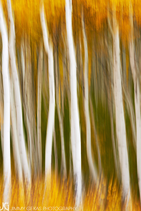 aspen, fall, autumn, Colorado