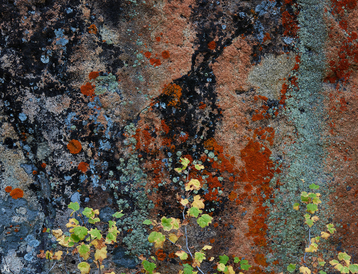 Autumn leaves from the underbrush of an aspen forest grow beneath colorful slabs of rock.