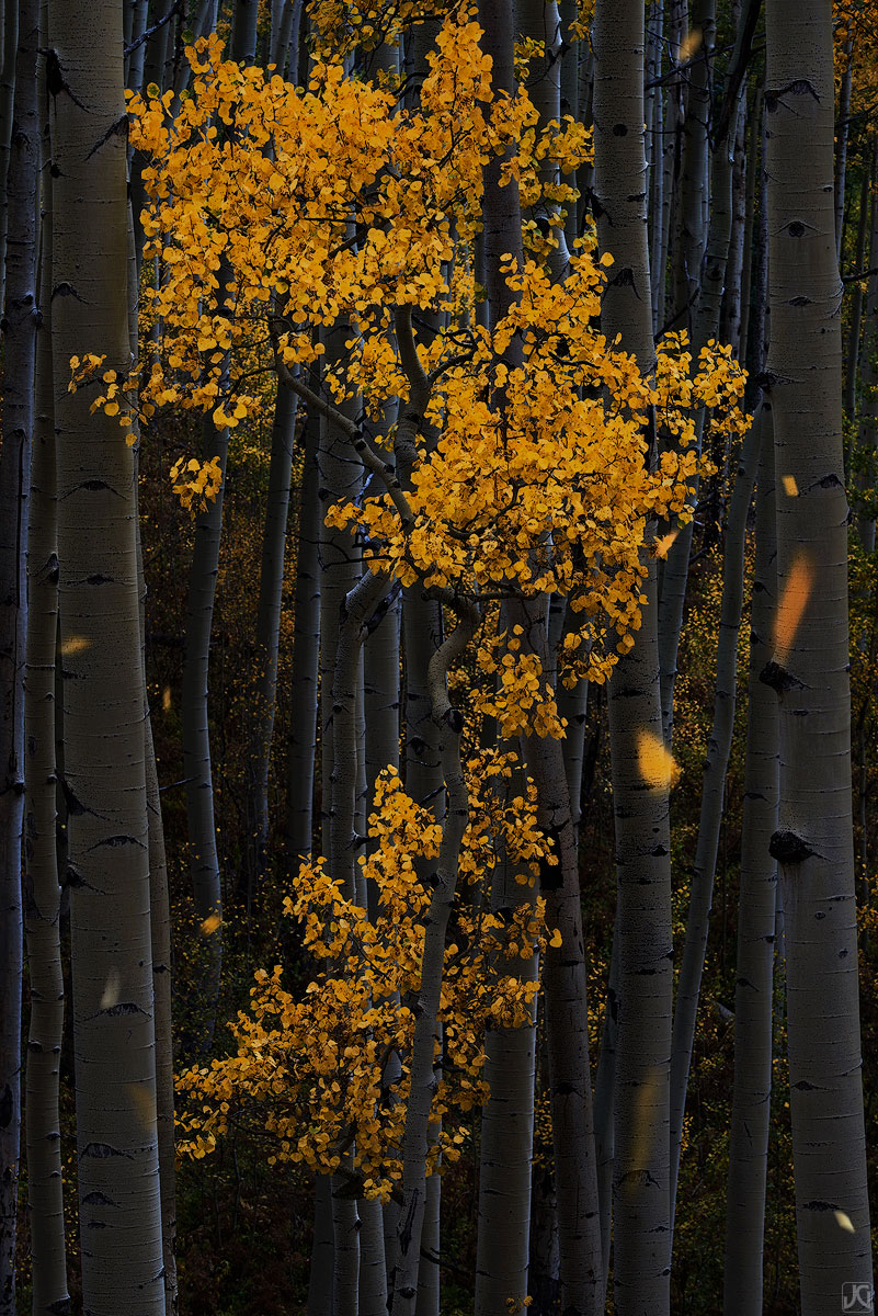 Aspen leaves fall through a small autumn scene.