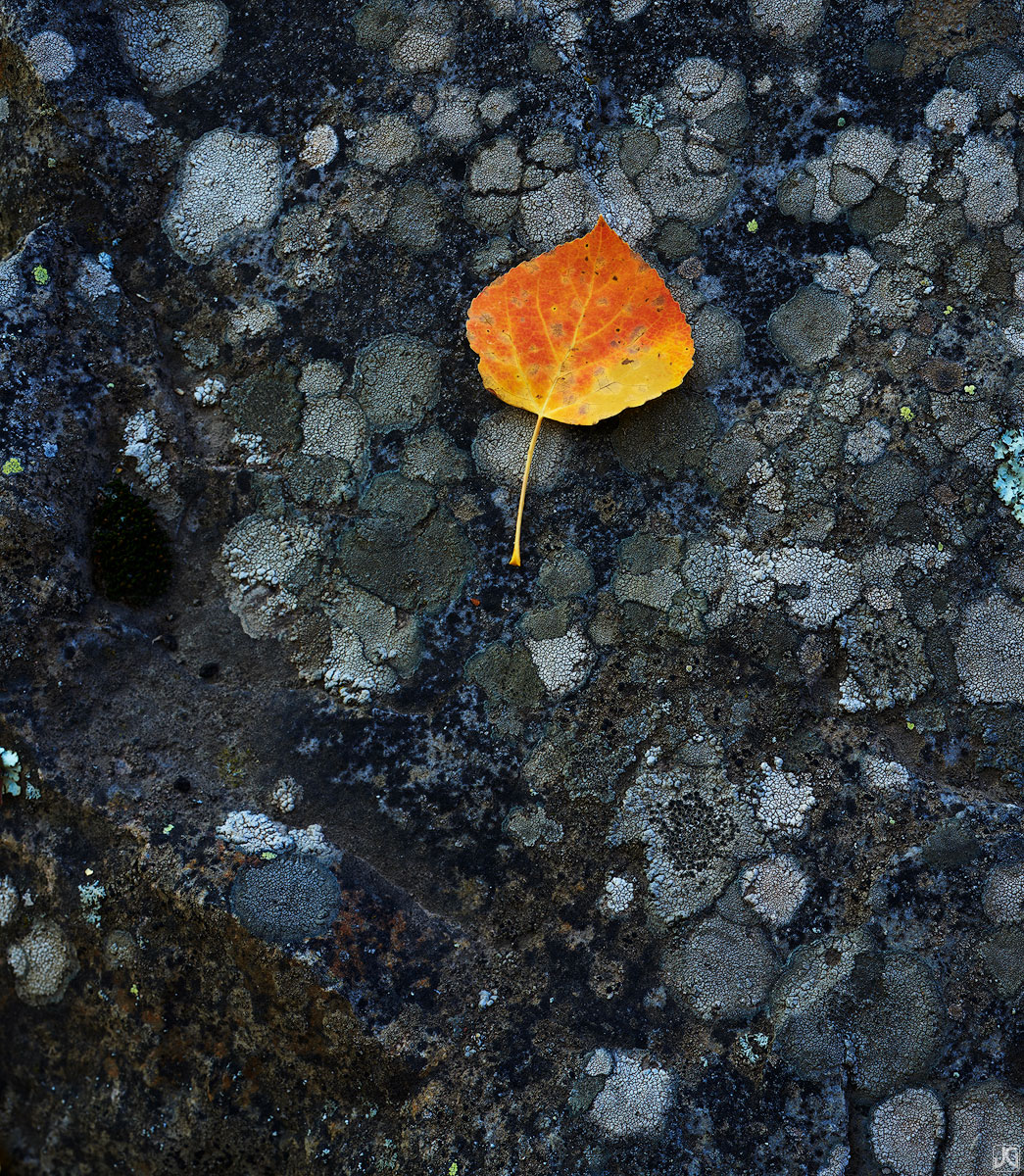 An autumn aspen leaf sits silently on a lichen covered rock.