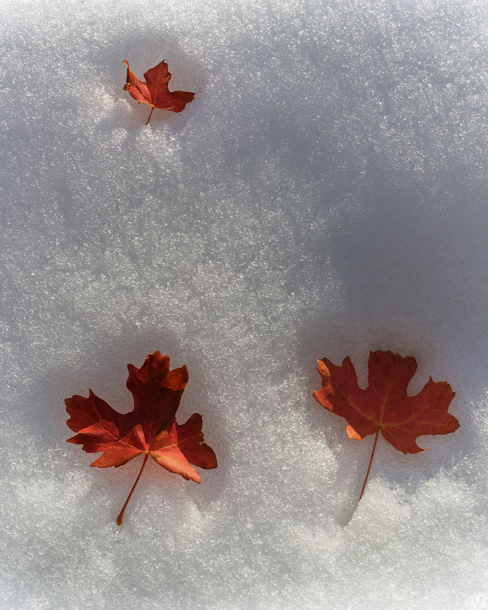 Autumn leaves give off some of their stored energy, thus melting some of the snow around them, creating these depressions.