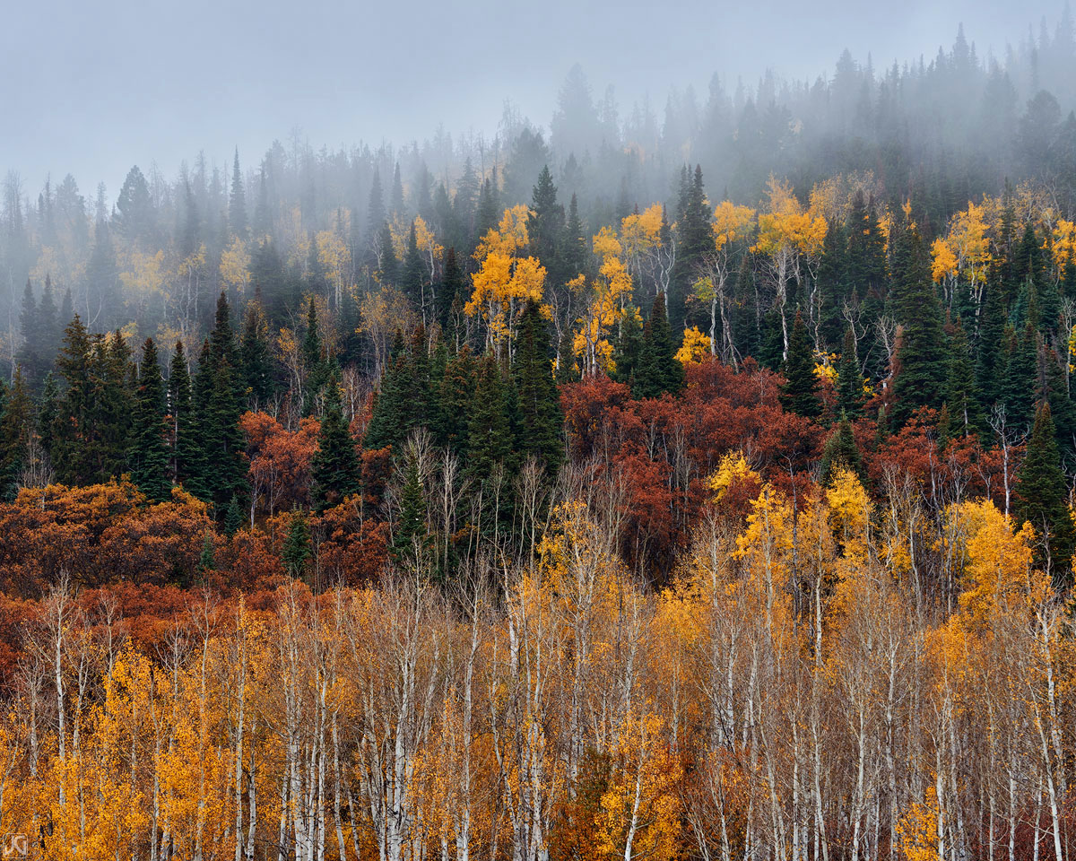 Fog rolls in and out of this hillside covered with different fall colors on the aspen trees and underbrush.