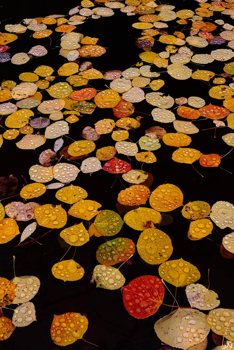Raindrops form on aspen leaves floating in a small beaver pond.