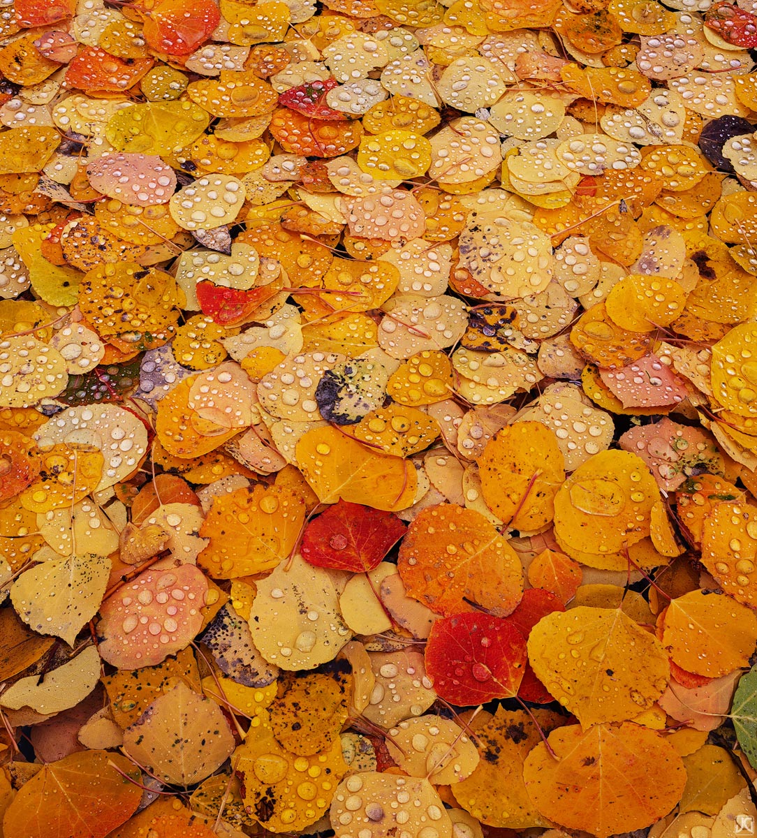 A carpet of autumn aspen leaves catches the raindrops from a passing storm.