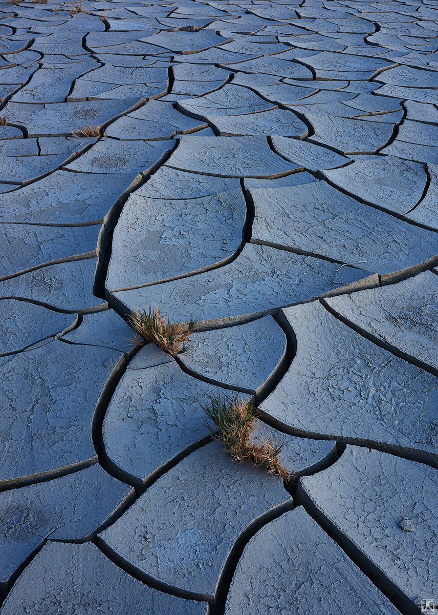 Grasses squeeze through some cracks in the mud of a desert playa.