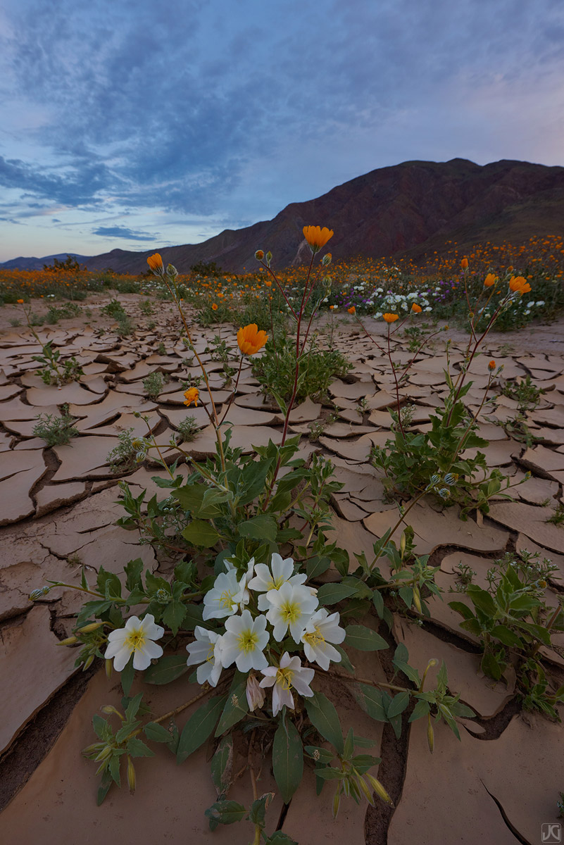 Within the narrow cracks of hardened mud, these wildflowers flourish along a desert wash.