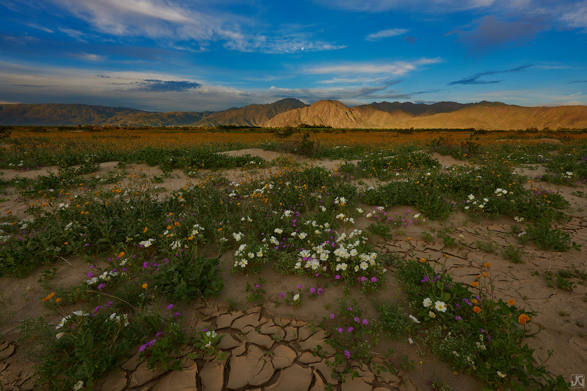 Wildflowers grow in cracks of the hardened mud of a desert wash.