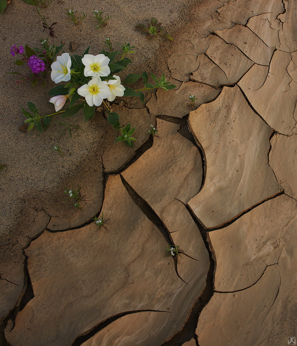 Within the vastness of a desolate desert, wildflowers thrive along the edge of a dry wash