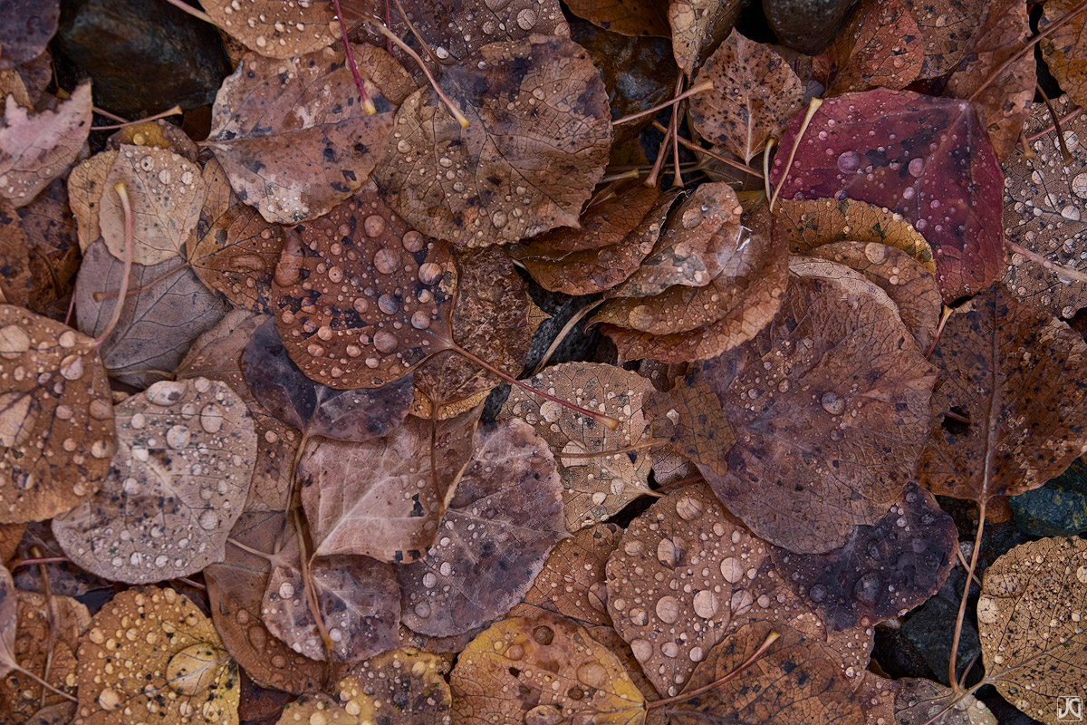 The smell of decaying aspen leaves in autumn has always been an incredible draw for me. I don't know what it is, but I just love...