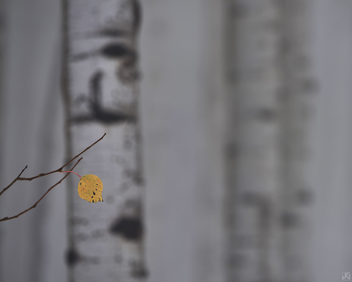 An autumn aspen leaf stands out in the fog and the nearby trunks.