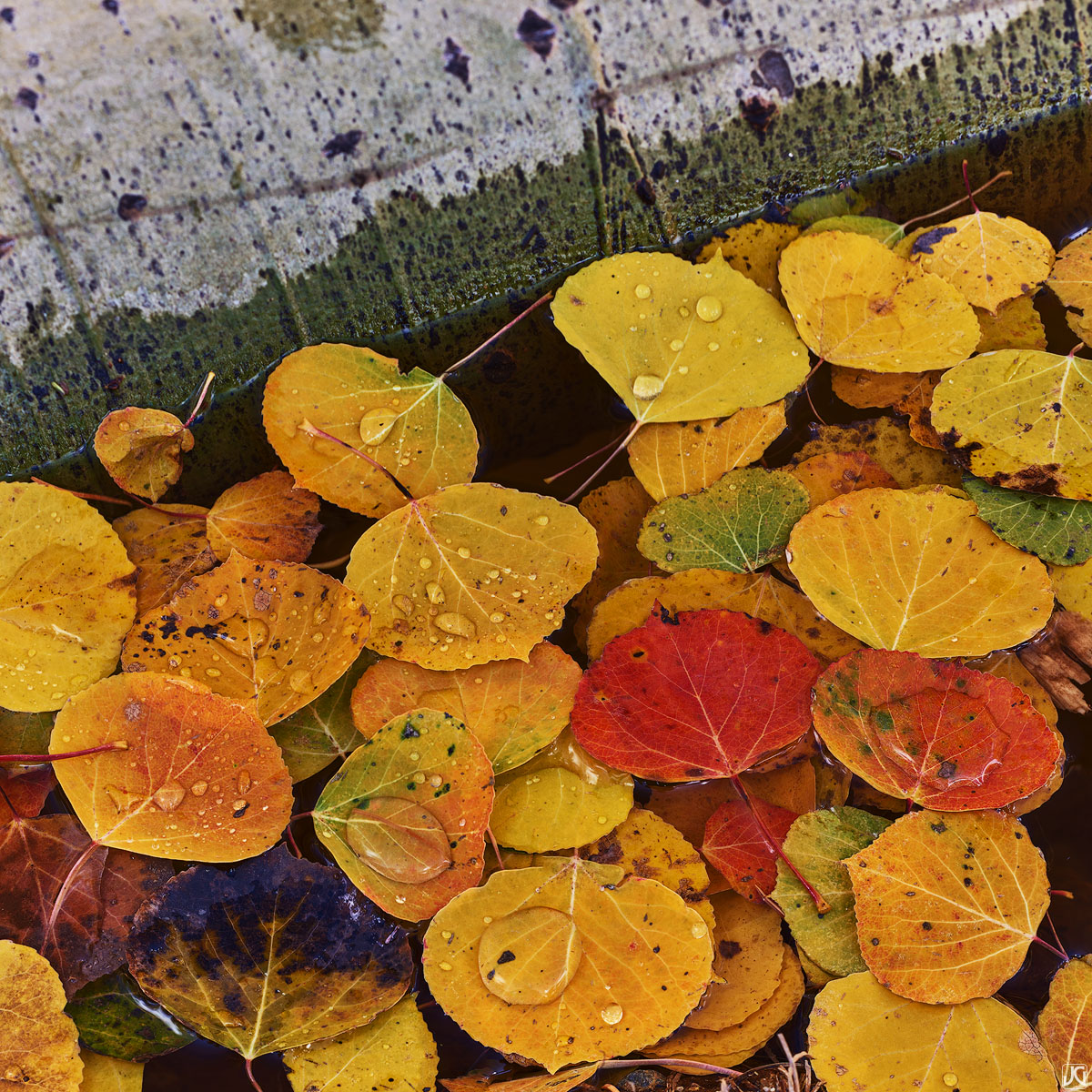 A small beaver pond holds a colorful carpet of autumn aspen leaves.