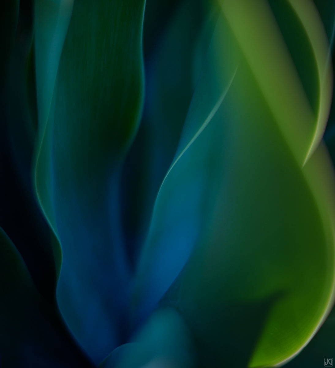 Agave leaves flow in the backlight.