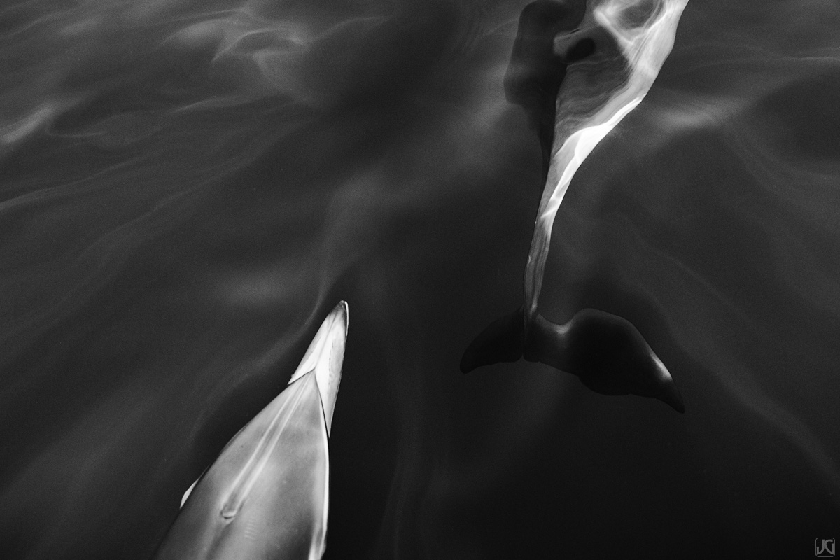 Two dolphins follow each other through the ocean.
