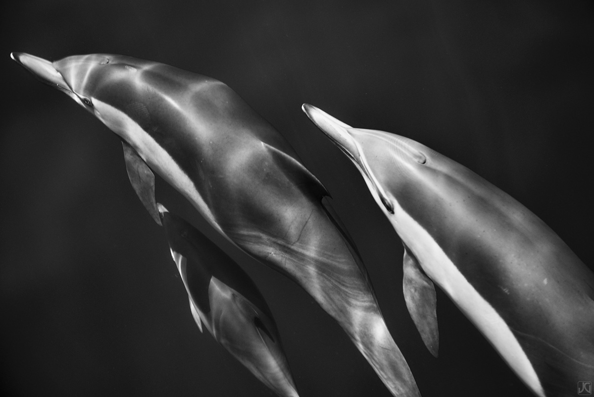As the pods of dolphins swim along, interacting at times with the boat, it is clear that the older ones, perhaps parents or babysitters...
