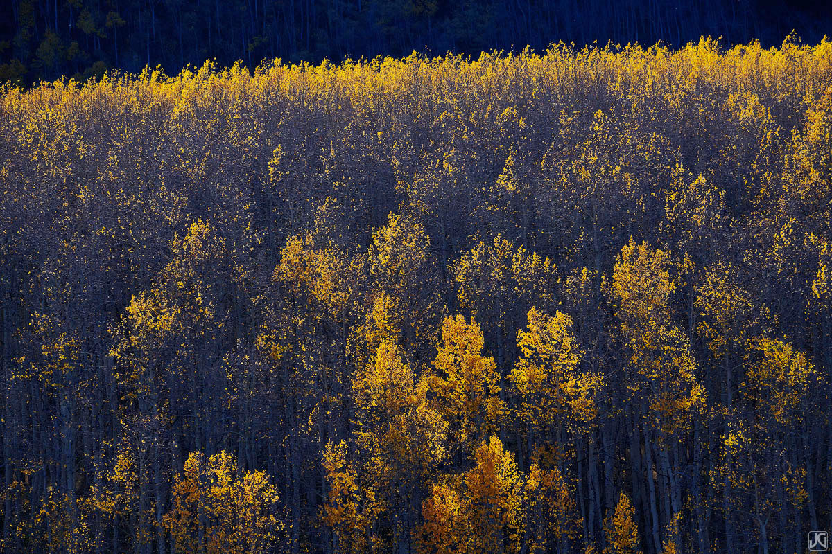 Backlit aspen during the peak of autumn.