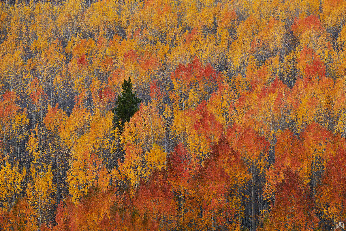 A sole pine tree rises above the fire of an autumn aspen forest.