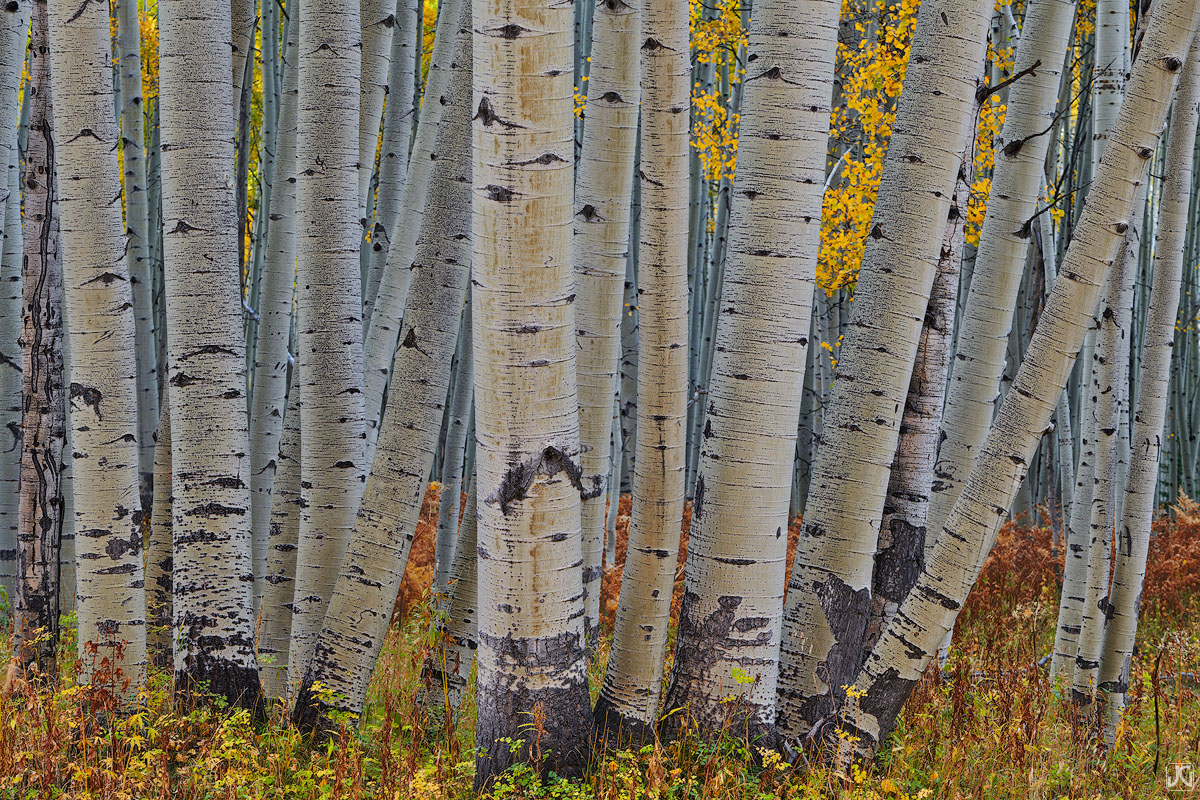 Early morning light brings out soft autumn colors within the aspen and ferns.