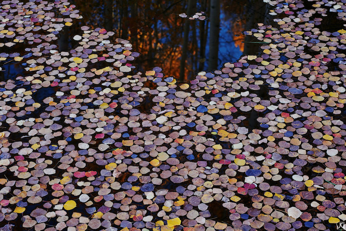 Autumn aspen leaves float on the surface of a small pond.