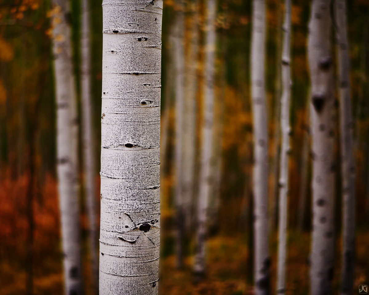 Autumn colors blend together in the background of this small aspen forest.