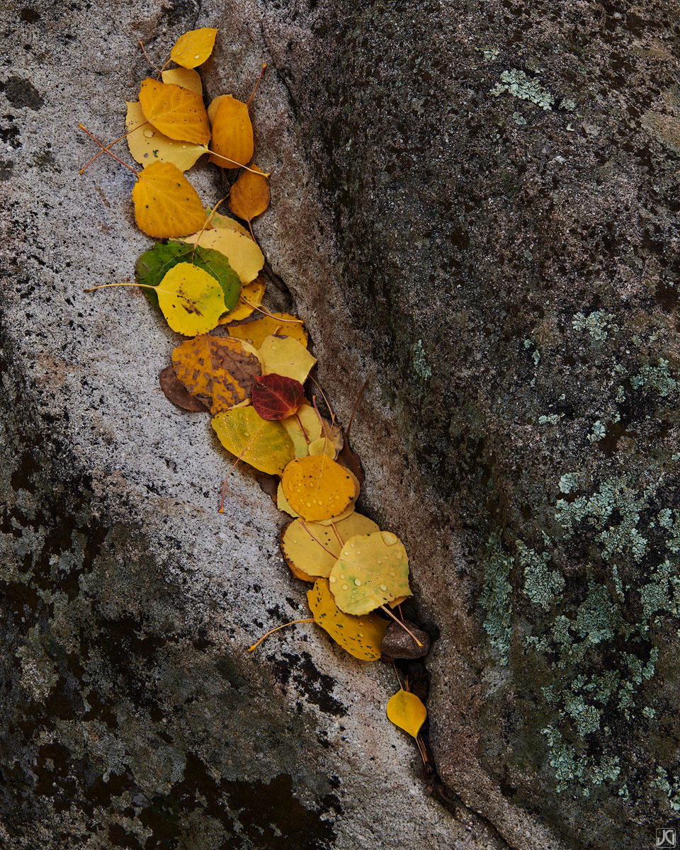 Aspen leaves show off their autumn colors in this small crack of a lichen covered rock.