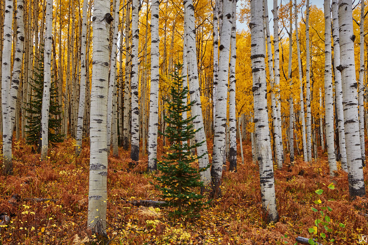 A few conifers are allowed entry into this giant aspen forest filled with autumn leaves and golden ferns.