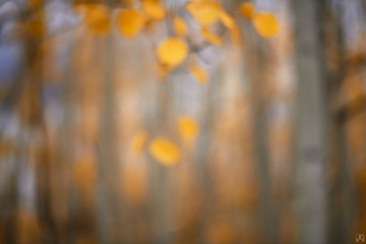 A creative take on aspen leaves during an autumn afternoon.