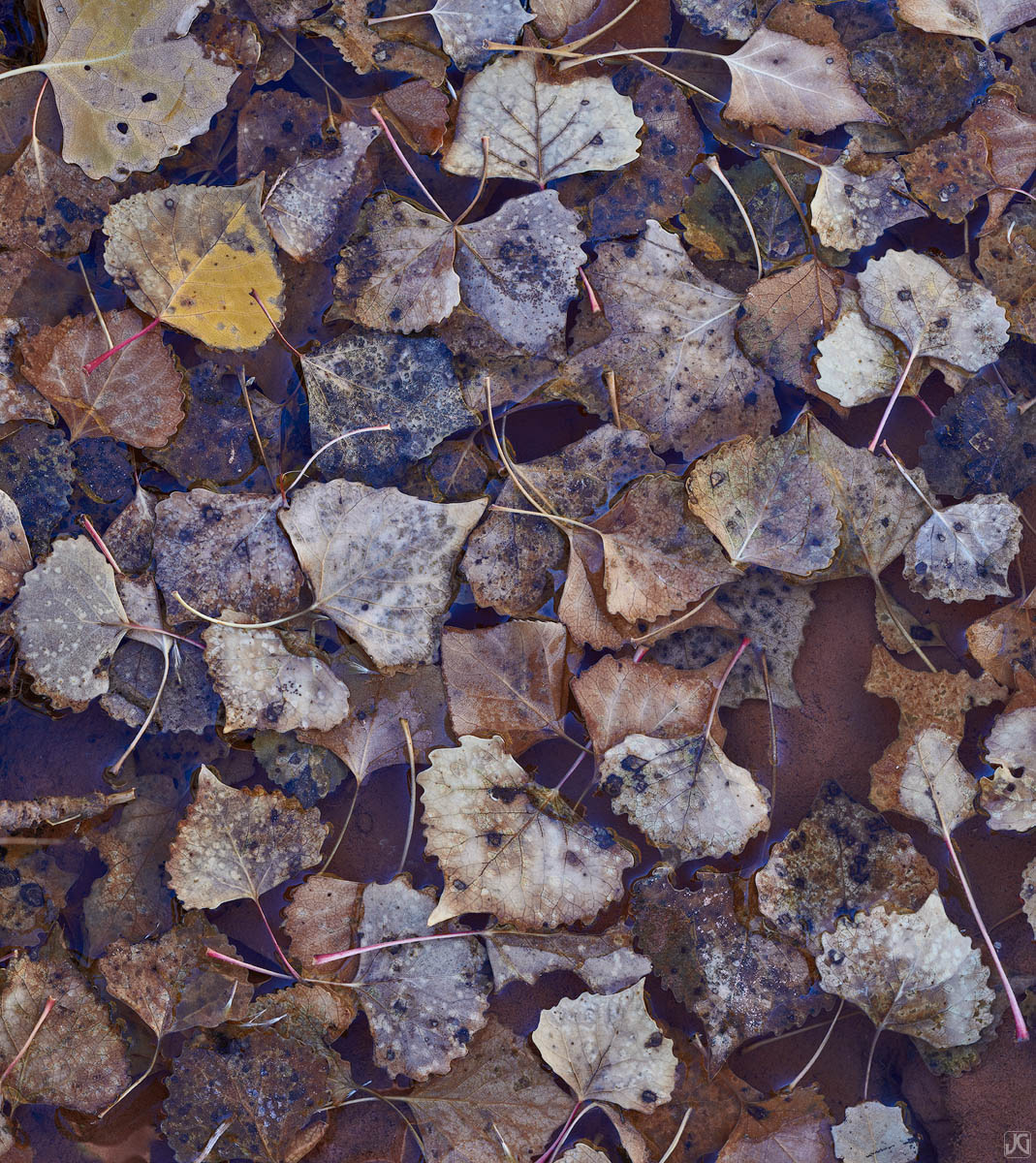 A small pool of decaying autumn leaves along the edge of a small creek reflect the small bit of blue sky remaining above.