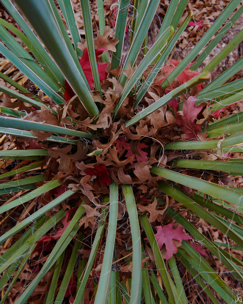 A small yucca plant catches autumn leaves from nearby maple and scrub oak trees.