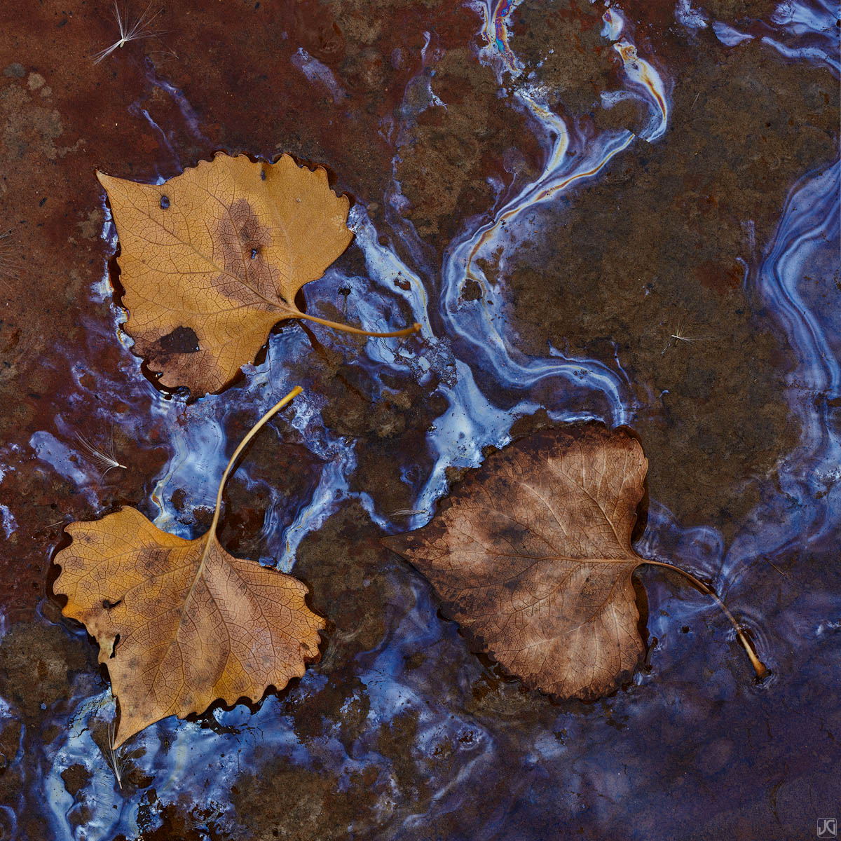 Leaves float on the mud and oil secreted from autumn leaves and vegetation nearby.