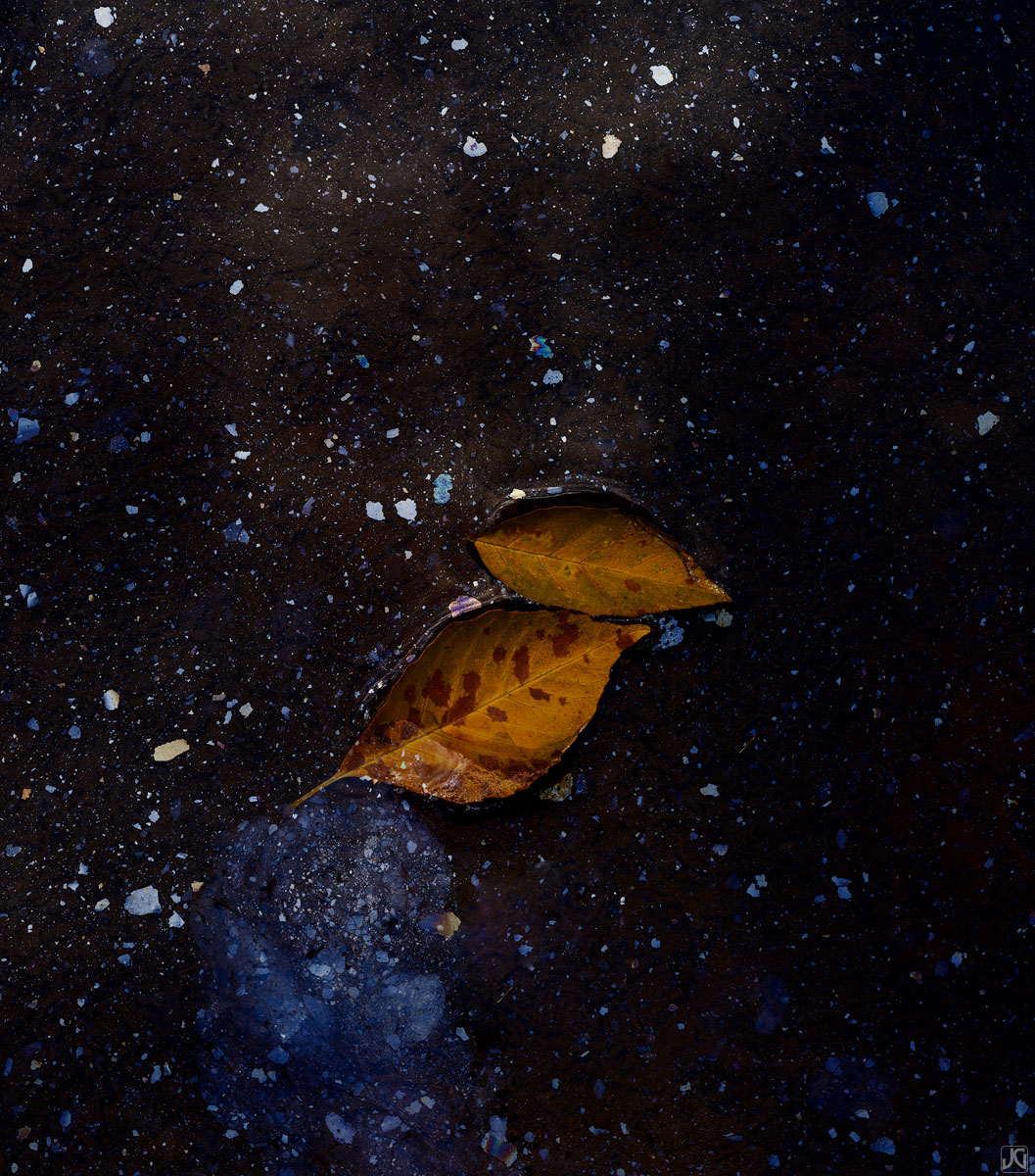 Two fall leaves float on water and oil particles from other autumn leaves and vegetation.