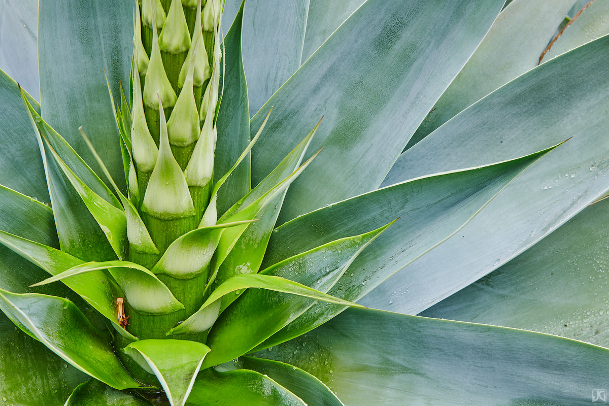 A large agave plant shows off its flower stalk, while its leaves capture raindrops.